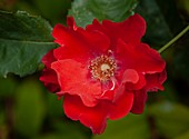 Rose (Rosa 'Orangeade')