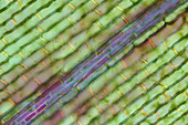 Canadian pond weed, polarised light micrograph