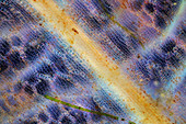 Potamogeton natans aquatic plant, polarised light micrograph