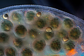 Daphnia water flea with embryos, light micrograph