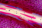 Geranium petal, light micrograph