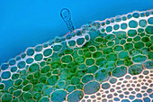 Geranium stem, light micrograph