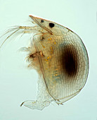 Water flea, light micrograph