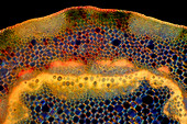 Parthenocissus stem, light micrograph