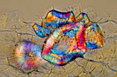 Pear fruit stone cells, light micrograph