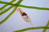 Trichocerca rotifer and desmids, light micrograph