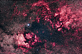 Cygnus nebulosity