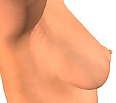 Healthy breast, illustration