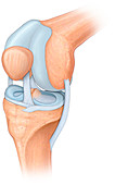 Knee joint, illustration