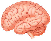 Human brain, illustration