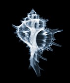 Sea snail shell (Haustellum brandaris), X-ray