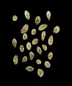 Green cardamom seeds (Elettaria sp.), X-ray