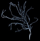 Seaweed bladderwrack (Fucus vesiculosus), X-ray