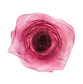 Pink rose head (Rosa centifolia), X-ray