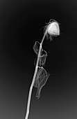 Rose (Rosa gallica officinalis), X-ray