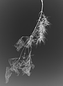 Sycamore twig (Acer pseudoplatanus), X-ray