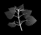 Stinging nettle (Urtica dioica), X-ray