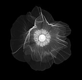 Red poppy (Papaver rhoeas), X-ray