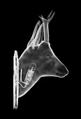 Stag head with light bulb, X-ray