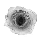 Rose head (Rosa centifolia), X-ray