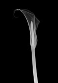 Arum lily (Zantedeschia aethiopica), X-ray