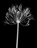 Agapanthus lily (Agapanthus praecox), X-ray