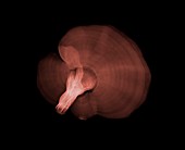 Reishi mushroom (Ganoderma lucidum), X-ray