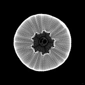 Sea urchin, X-ray