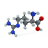Arginine molecule, illustration
