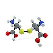Cystine molecule, illustration
