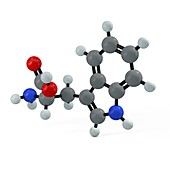 Tryptophan molecule, illustration