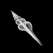 Seashell, X-ray