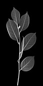 Chinese tea (Camellia sinensis), X-ray