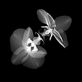 Orchids (Phalaenopsis sp.), X-ray