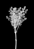 Lilac flower (Syringa sp.), X-ray