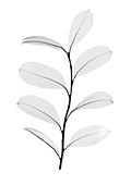 Yerba mate leaves (Ilex paraguariensis), X-ray