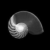 Nautilus shell, X-ray