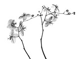Orchid stems (Phalaenopsis sp.), X-ray