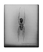 Oriental tarantula, X-ray