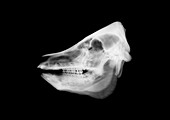 Pig skull, X-ray