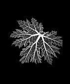 Rhubarb leaf, X-ray