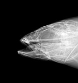 Sea bass fish head, X-ray