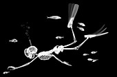 Skeleton diving amongst fish, X-ray