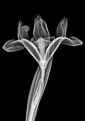 Iris flower, X-ray
