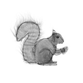 Toy squirrel, X-ray