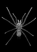 Tarantula spider, X-ray