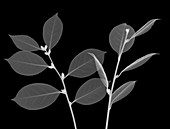 Tea tree leaves (Camellia sinensis), X-ray