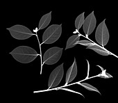 Tea tree leaves (Camellia sinensis), X-ray