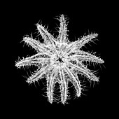 Crown of thorns sea starfish, X-ray