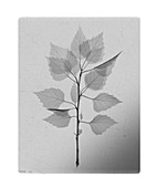 Birch leaves (Betula sp.), X-ray